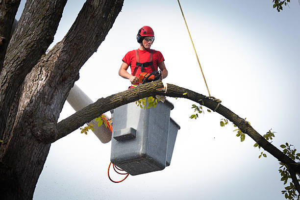 Professional Tree Service in Desert Aire, WA